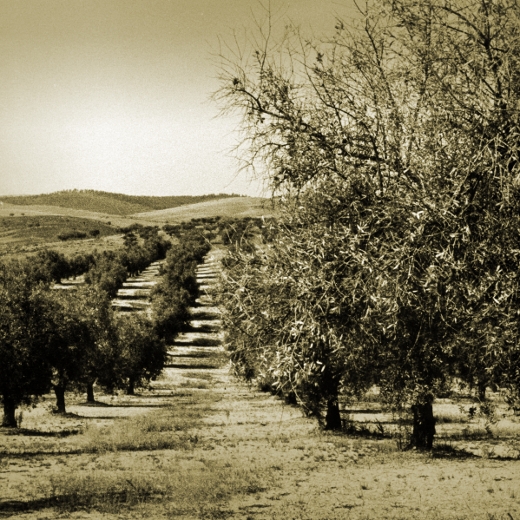 Alentejo tambem