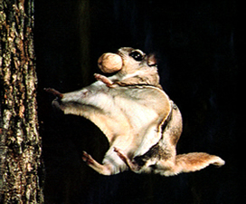 A southern flying squirrel gliding with a nut