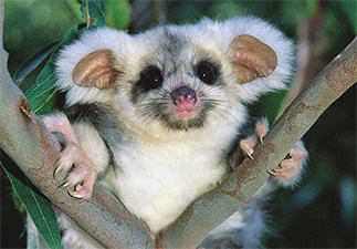 Greater glider, Petauroides volans, from Australia Greater glider