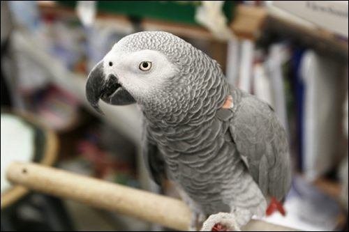 Alex, an African gray parrot whose research role at Brandeis University shattered science's understanding of the avian brain, died suddenly Thursday. His death left researchers shocked and feeling as if they had lost a colleague.