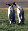 King penguins.JPG (14098 bytes)