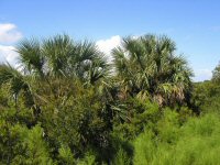 palmetto