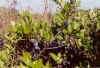 beachplum.jpg (87387 bytes)