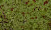 lemna&azolla.jpg (88572 bytes)