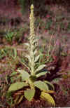 verbascum.jpg (60311 bytes)