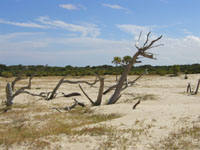 ghost forest