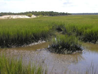 marsh edge