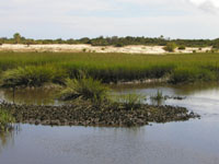 marsh oysters