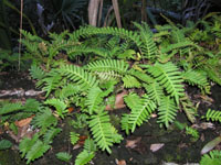 resurrection fern