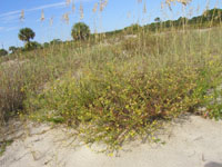 sea oats