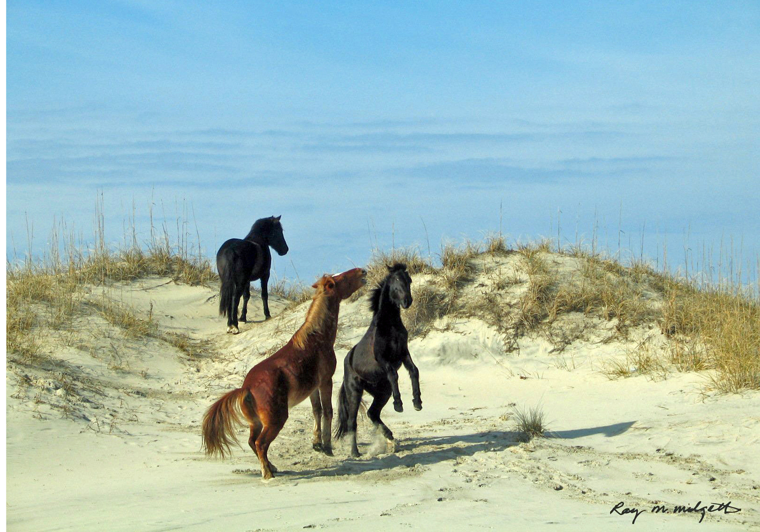 wild horses carova