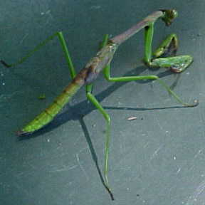 Larry_mantis.jpg (38719 bytes)