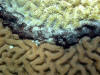 Photo of coral disease