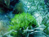 Photo of Algae