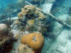 Photo of Dry Tortugas Artificial Reef