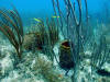 Photo of Dry Tortugas low-relief hard-bottom habitat