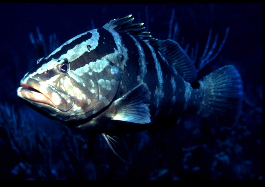 Photo of Nassau grouper