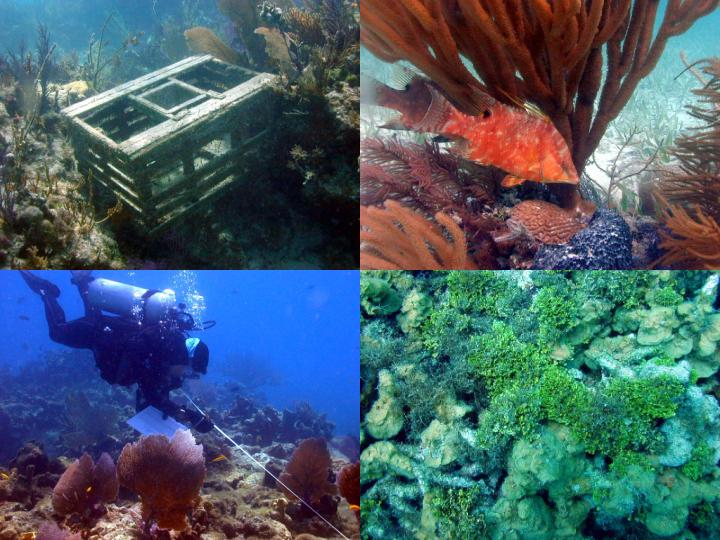 Photo of four coral reef scenes