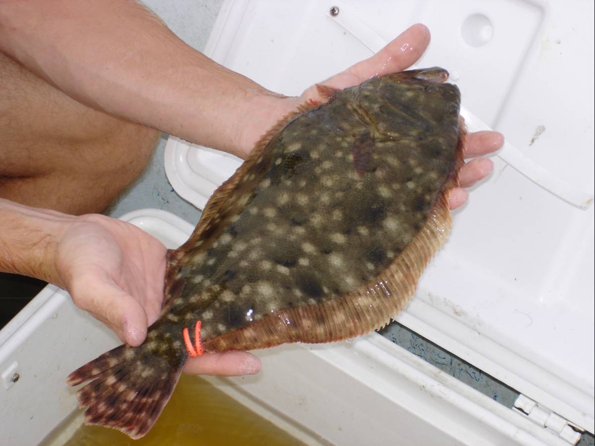 A double-tagged southern flounder ready for release