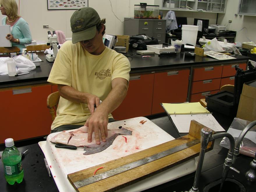 Will Smith processing a southern flounder 2005