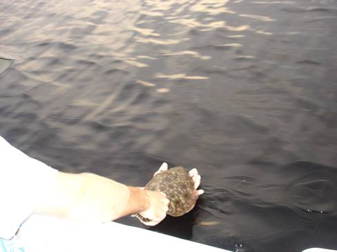 Release of a tagged flounder during Fall 2005