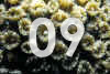 09.jpg (69383 bytes)