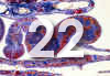 22.jpg (83372 bytes)