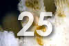 25.jpg (31624 bytes)