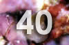 40.jpg (34117 bytes)