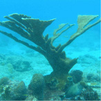 acropora