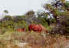 assateaguehorses.jpg (77158 bytes)