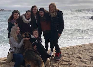 Students on the Beach with dogs