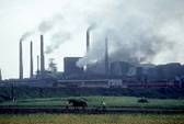 Coal