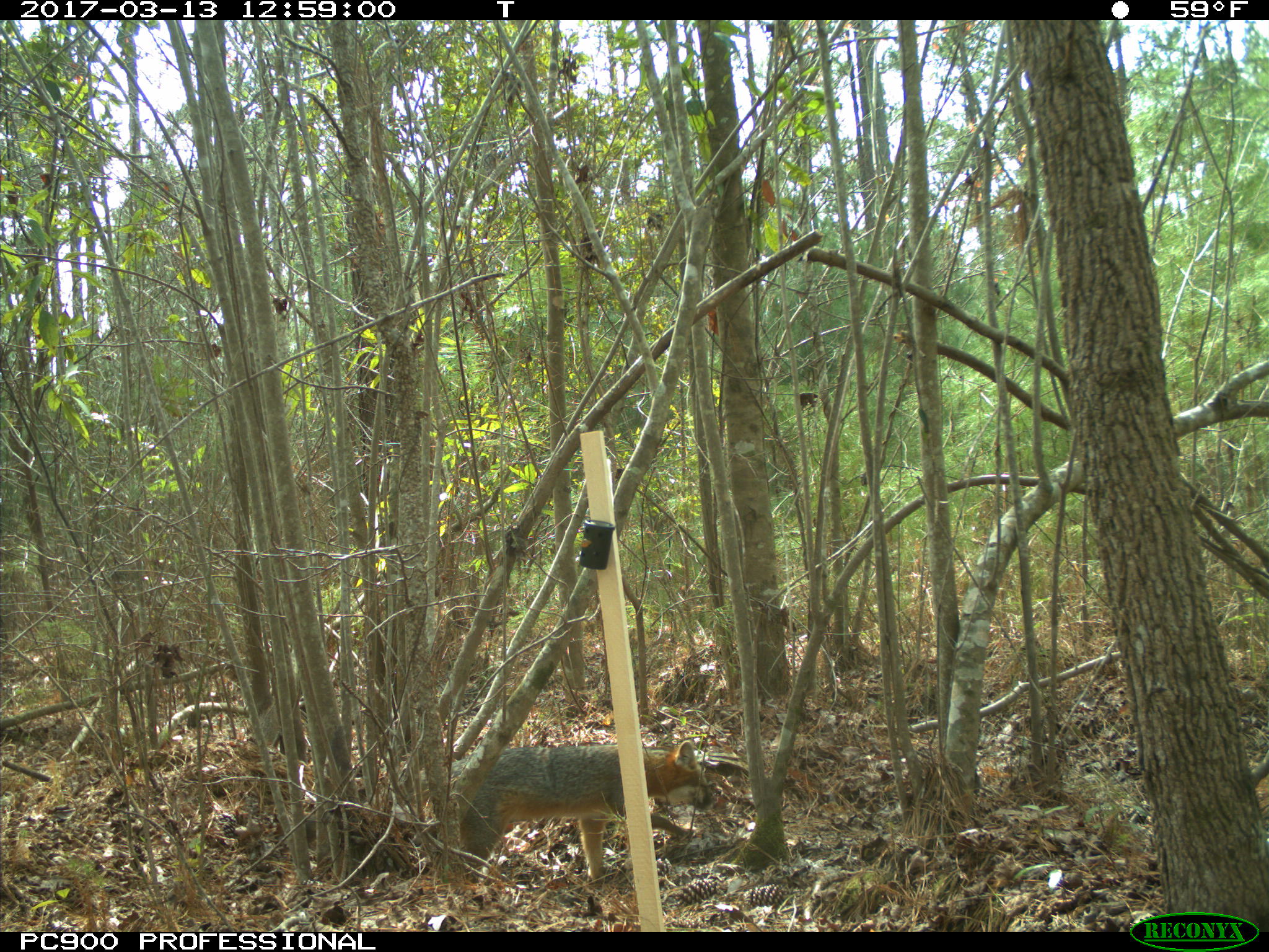 Gray Fox