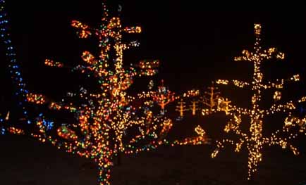lighted trees