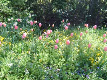 pink tulips