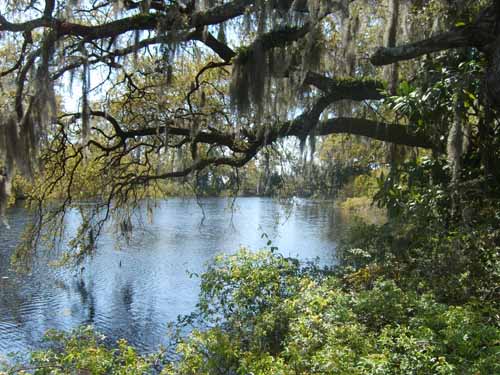 lake and trees
